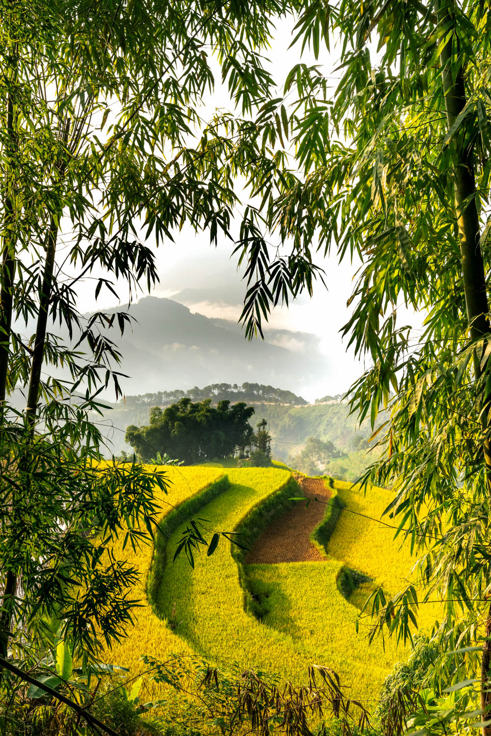 Pu Luong rice terraces