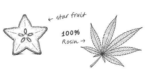 Black and white drawing showing a starfruit cross-section and a detailed cannabis leaf side by side.