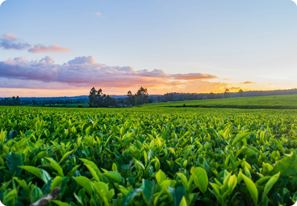 Análise de solos, plantas e fertilizantes