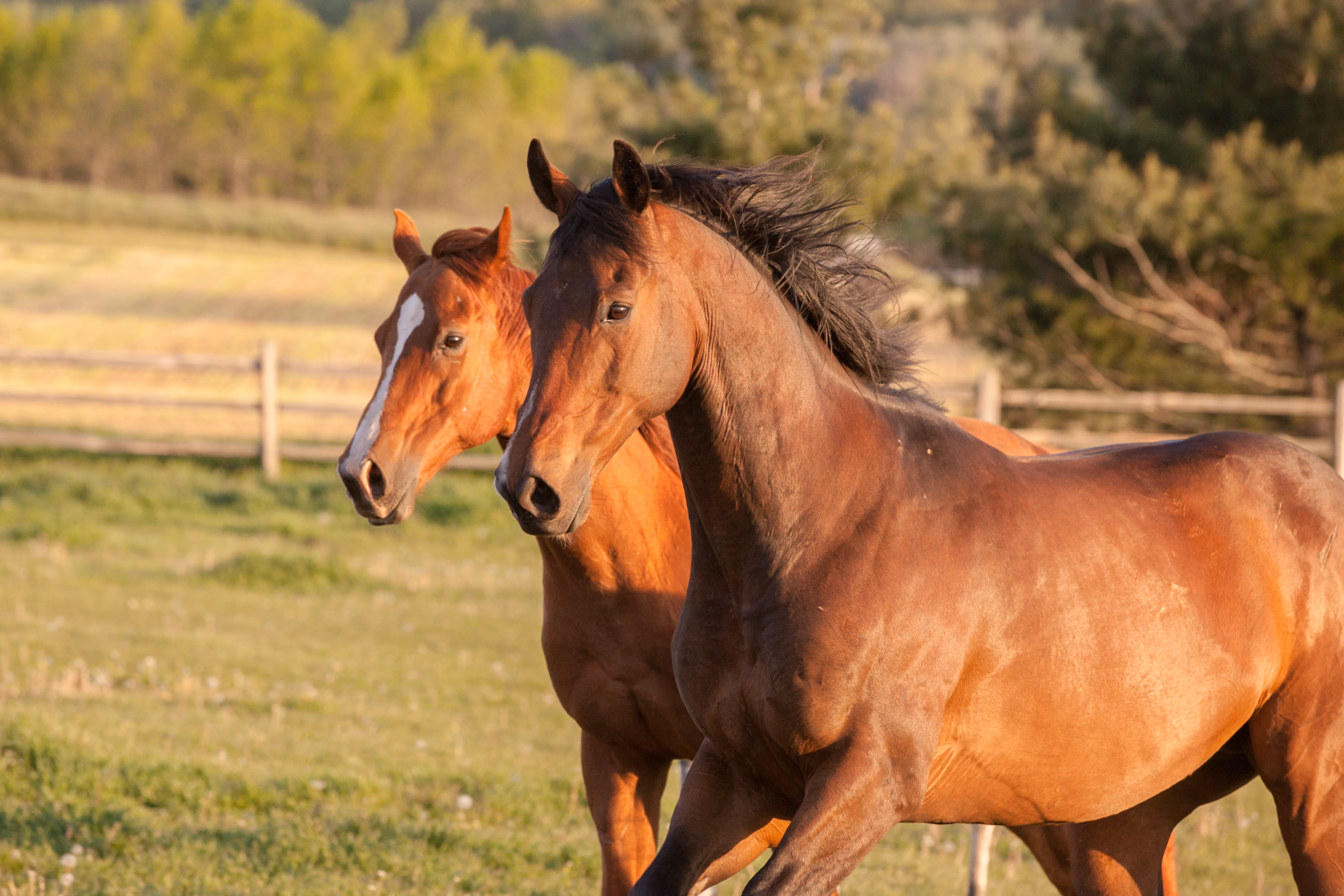Horse Stock Image