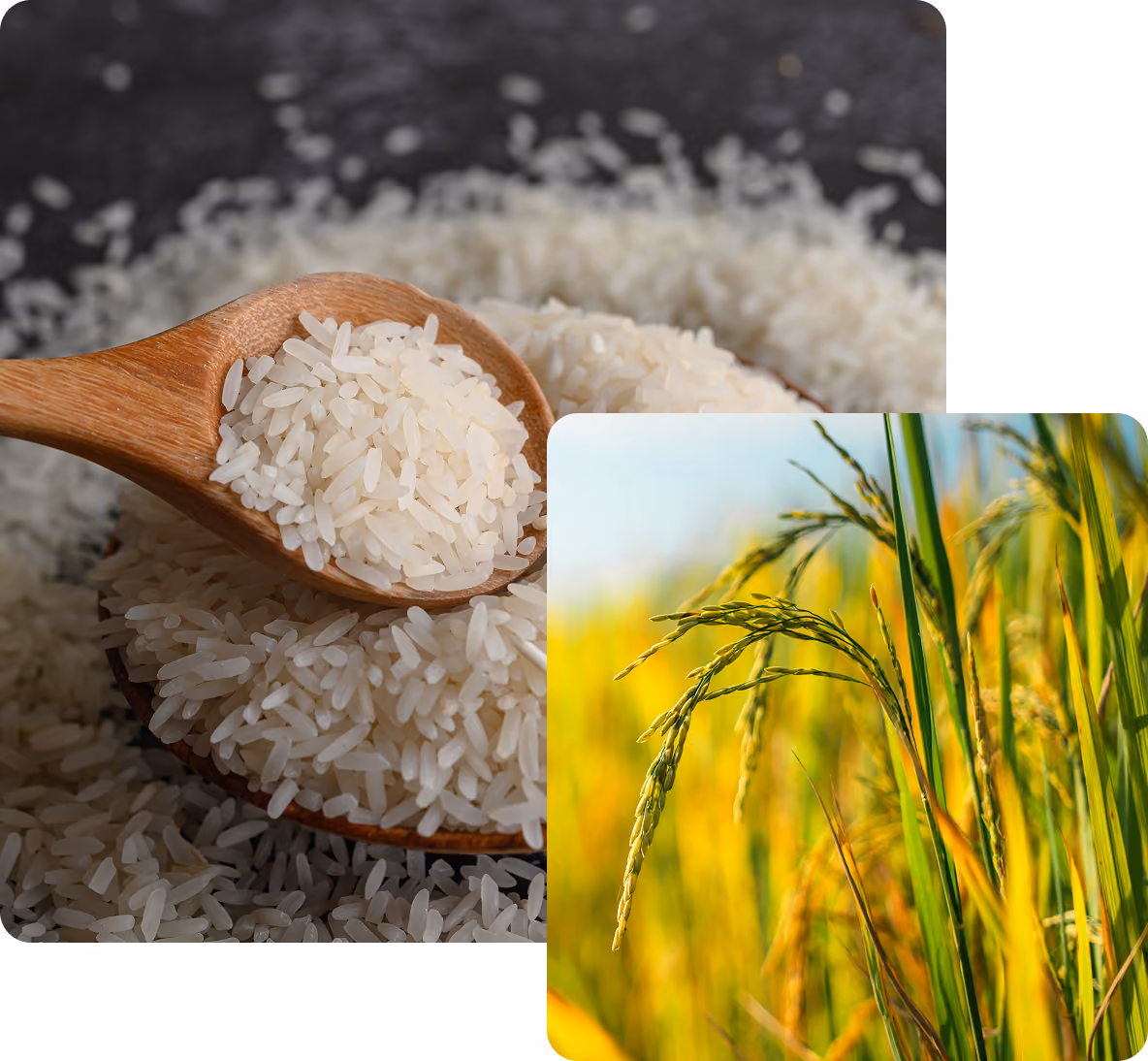 Importancia del arroz banner
