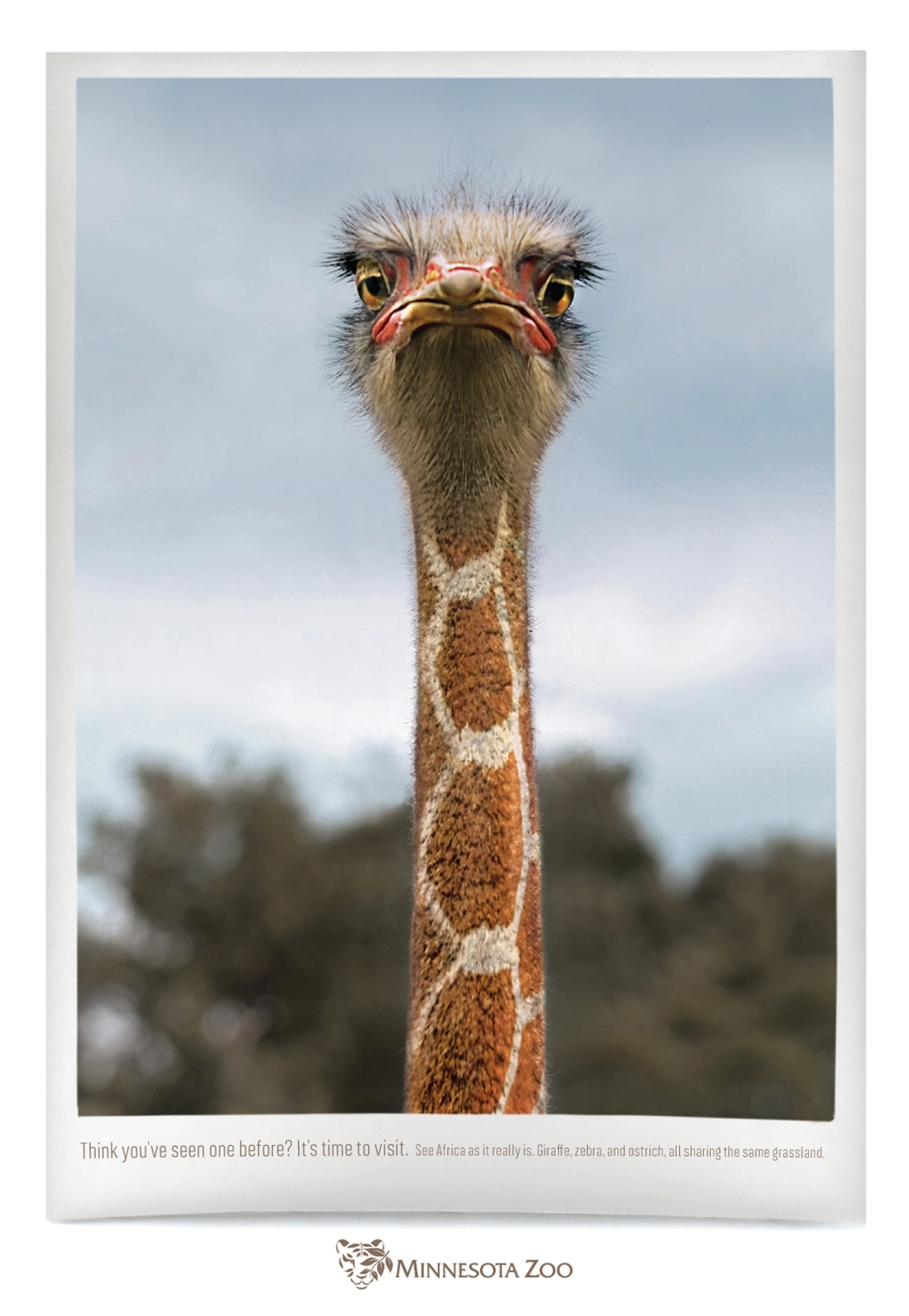 Close-up of an ostrich's face and long neck with a blurred natural background.