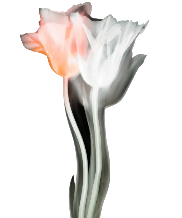 A white and pink flower with a black background.