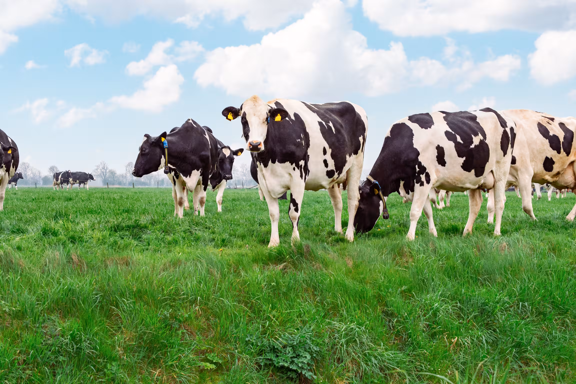 Dairy cattle grazing in a green field