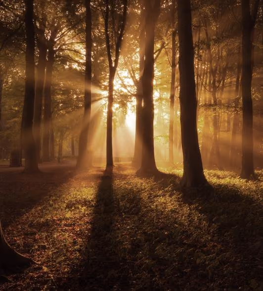 Sunlight streaming through tall trees in a dense forest, casting long shadows on the forest floor covered with foliage.