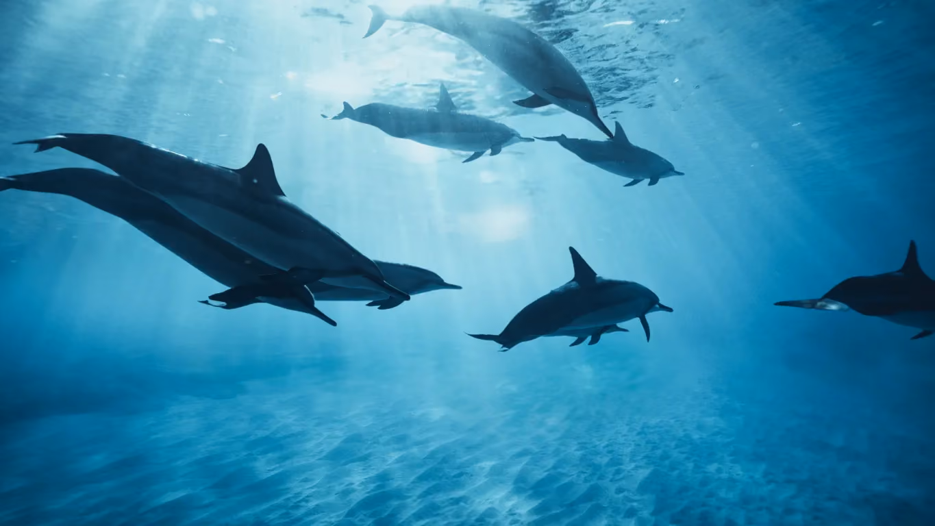 Ocean Rights