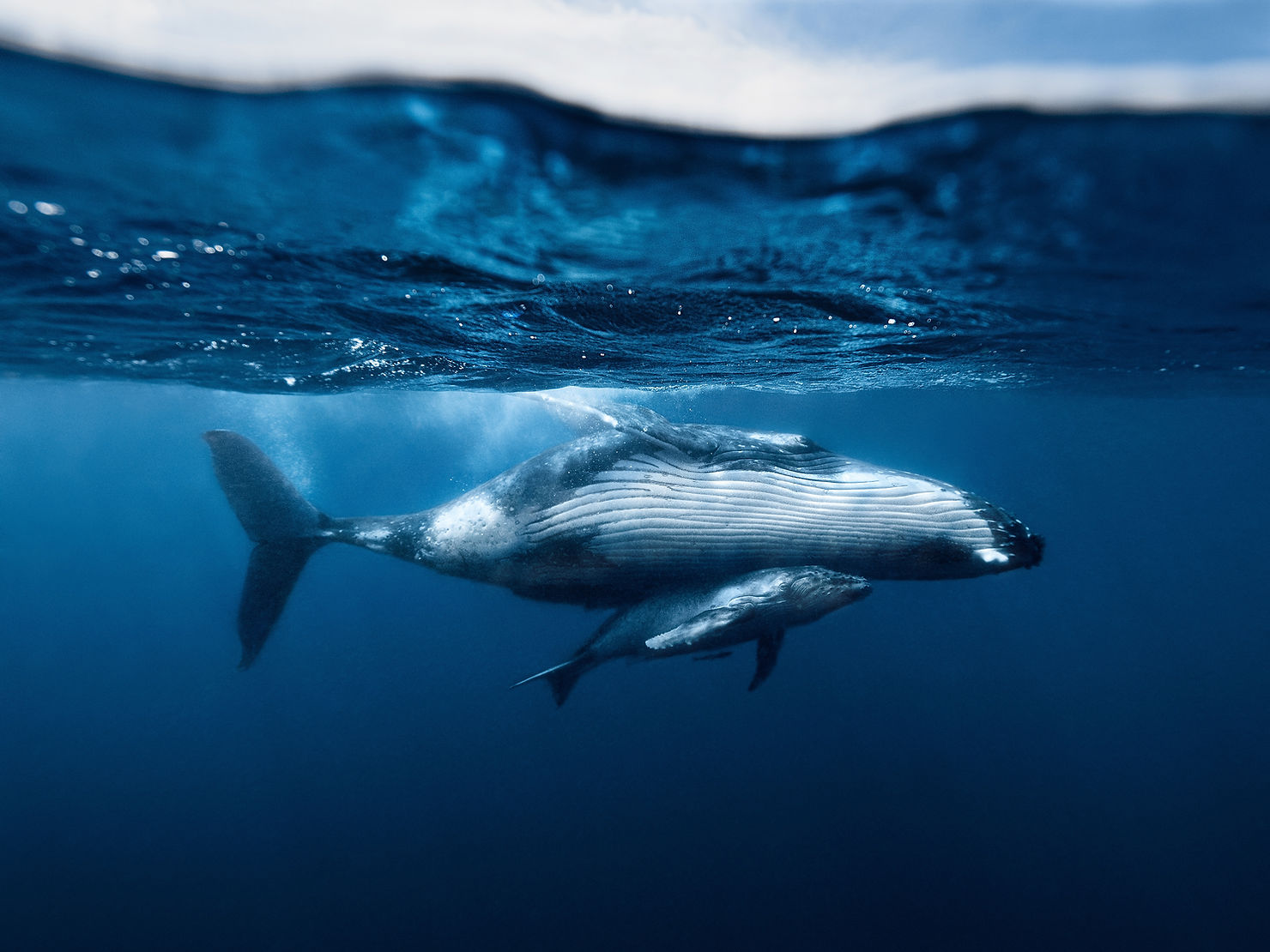 Humpback Whales in Tonga, Kurt Arrigo, Ocean Image Bank