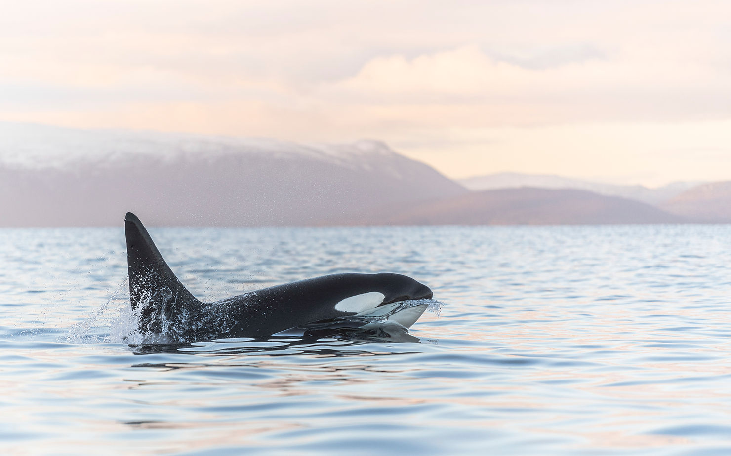 Orca in Norway, Jens Wilkstrom, Ocean Image Bank
