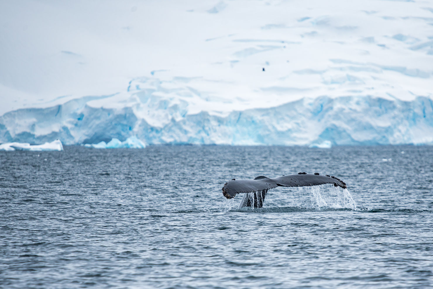 Humpback whale diving, Western Antarctic Peninsula (Credit: Kim Nesbitt / Ocean Image Bank)