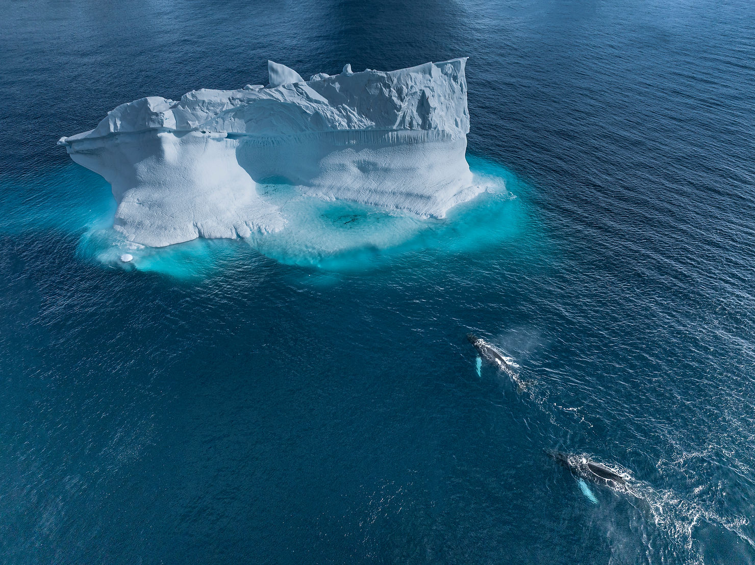 Humpback whales near an iceberg, Antarctic Peninsula (Credit: Lars von Ritter Zahony / Ocean Image Bank)