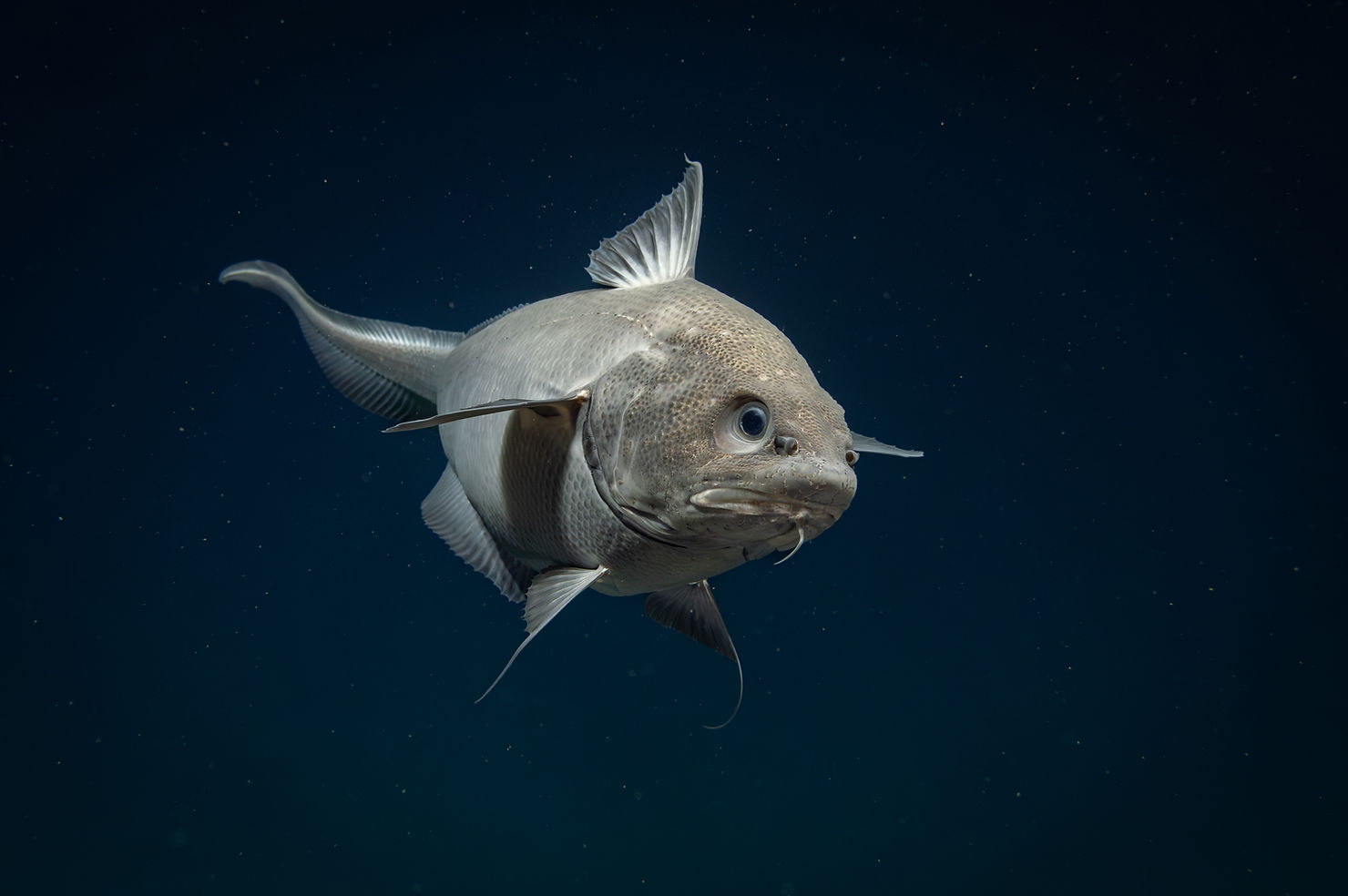 A Giant Grenadier (Albatrossia pectoralis) observed at a depth of around 4,200 meters (13,780 feet) | Image courtesy of NOAA Ocean Exploration, Seascape Alaska