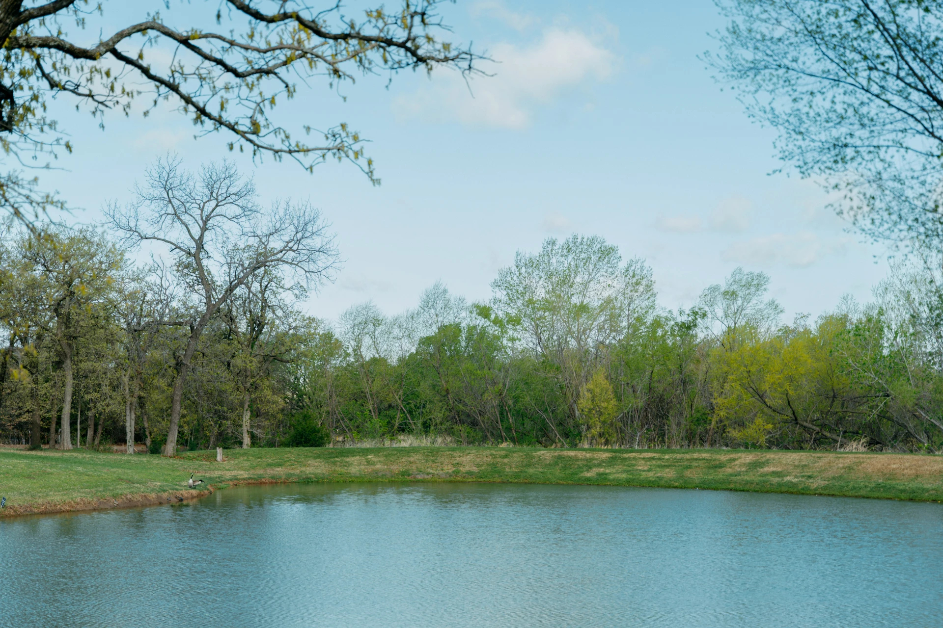 Calm pond with grassy banks surrounded by green and leafless trees under a blue sky.