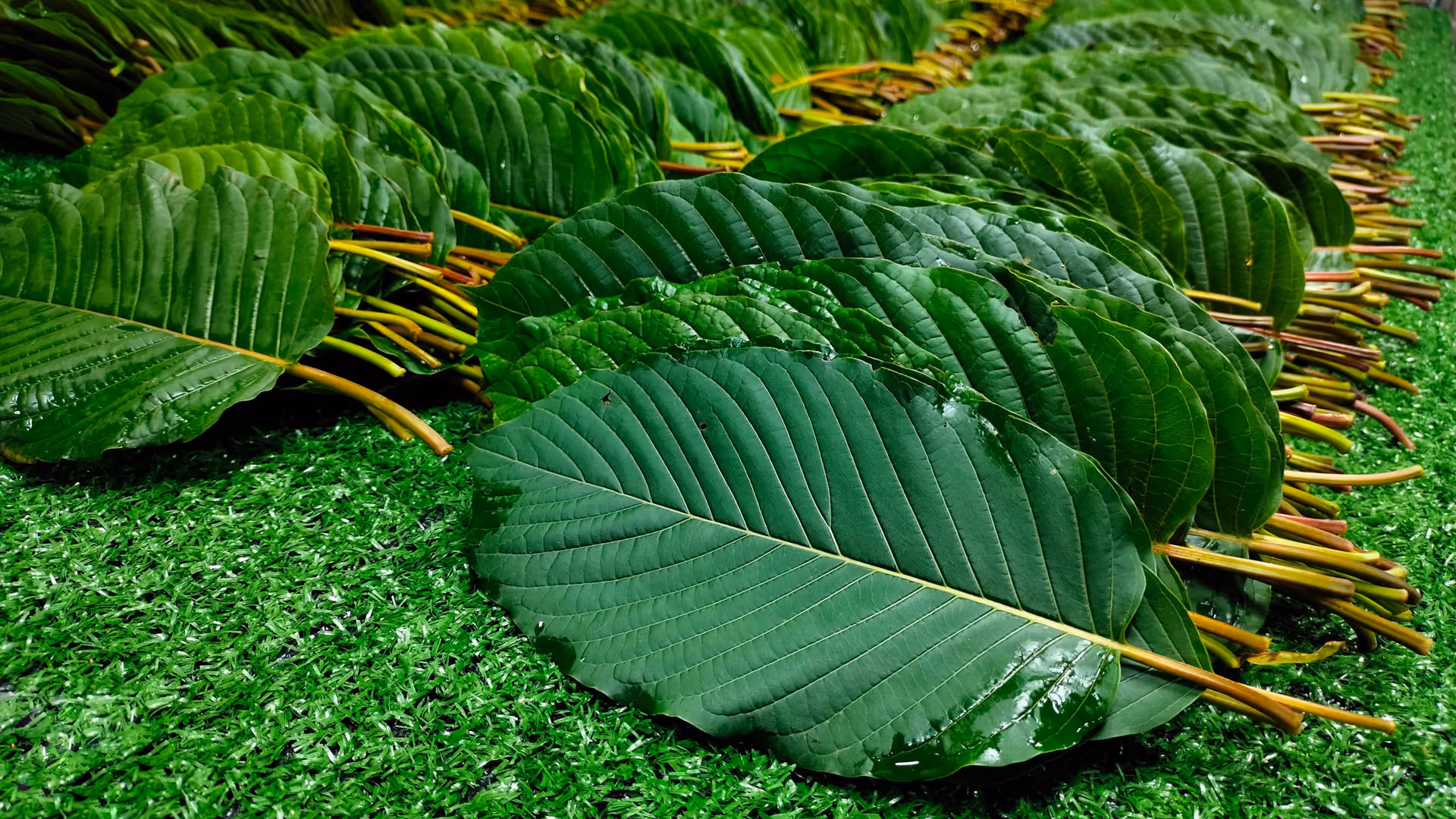 Rows of large, glossy green leaves with prominent veins laid out neatly on green artificial grass.
