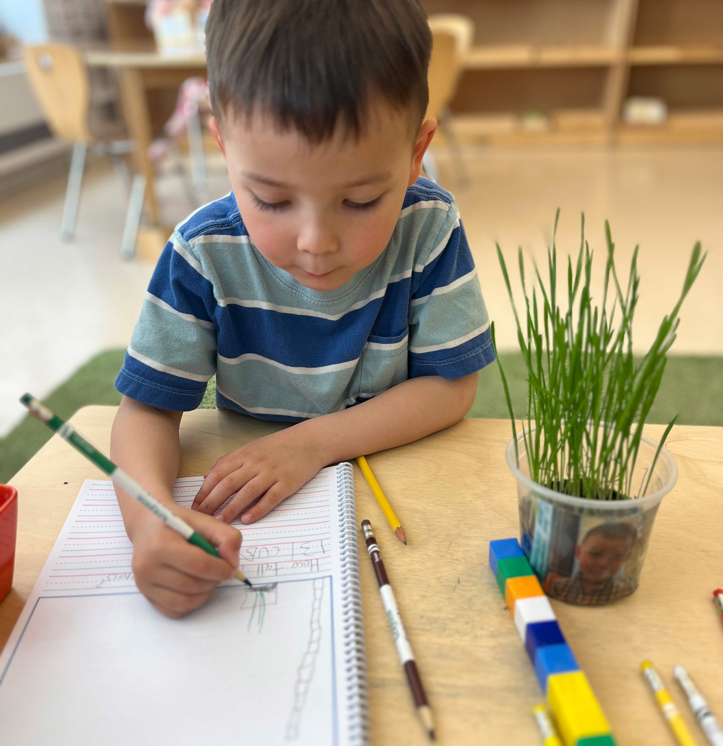 Pine Street School Junior Kindergarten student using Montessori counting blocks to measure the height of a plant, then drawing and recording observations in a journal as part of the Sharing the Planet Unit of Inquiry.