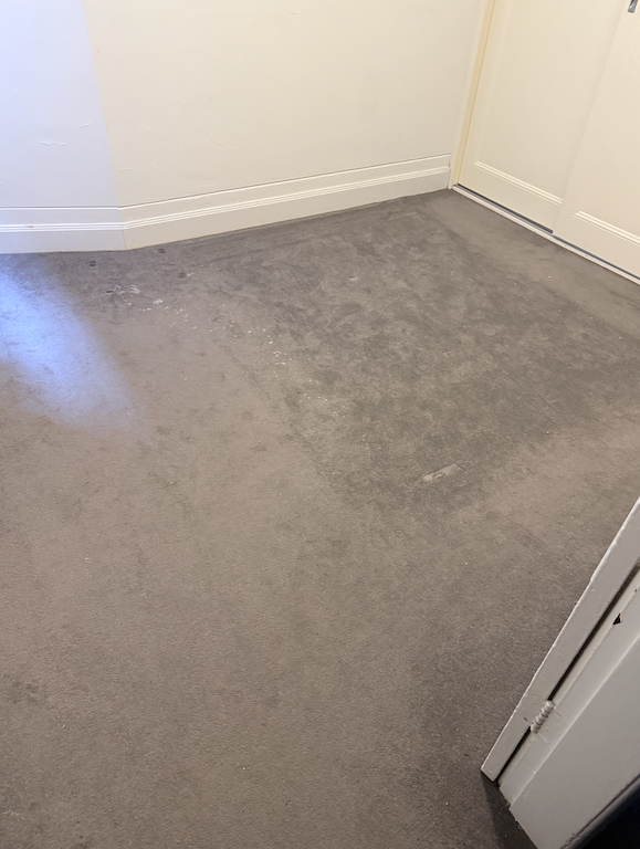 Pet stain carpet cleaning before result in Coogee