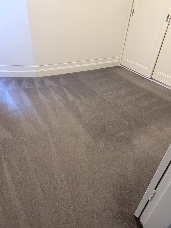 Pet stain carpet cleaning after result in Coogee
