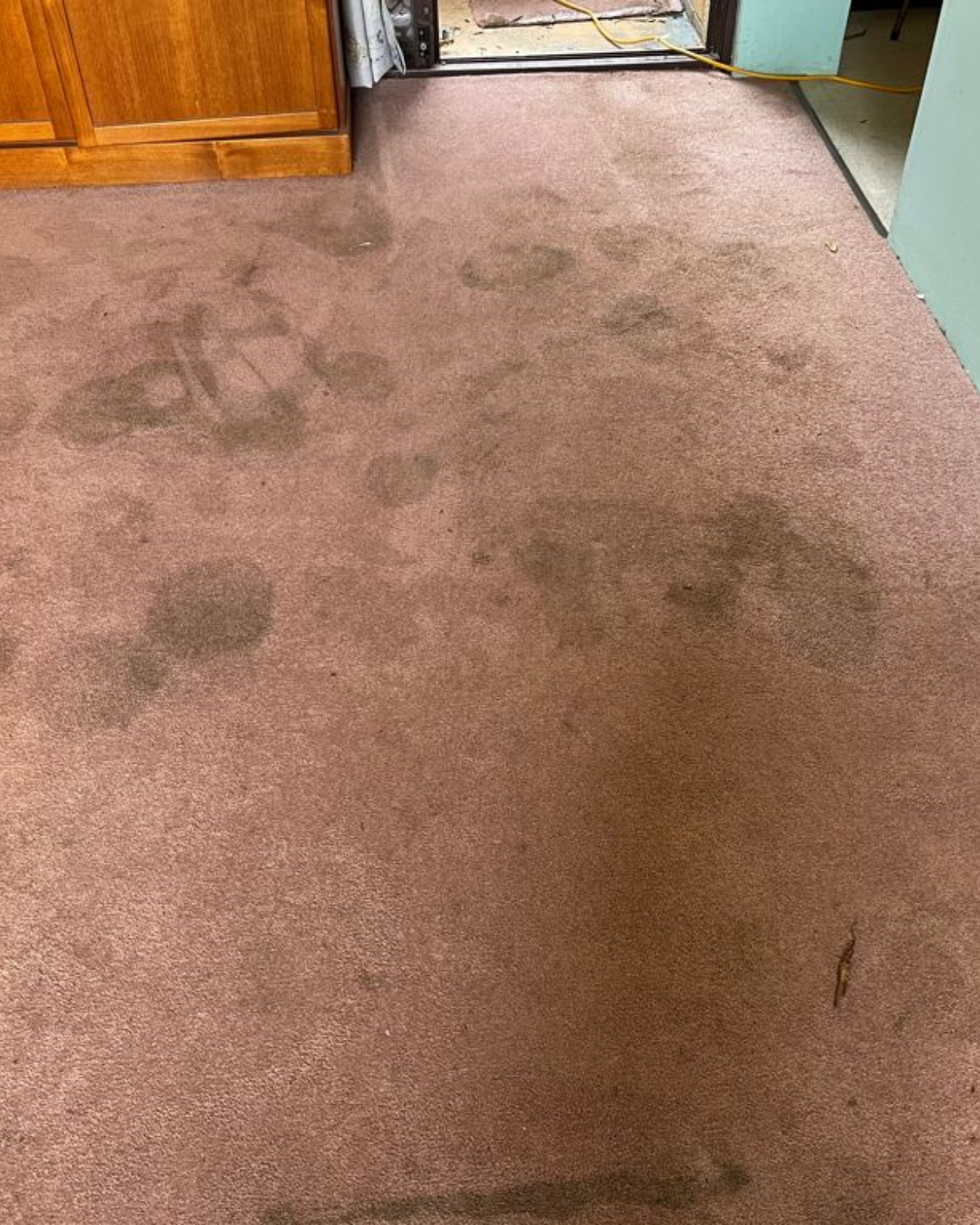 Before professional carpet cleaning result in a Sydney home