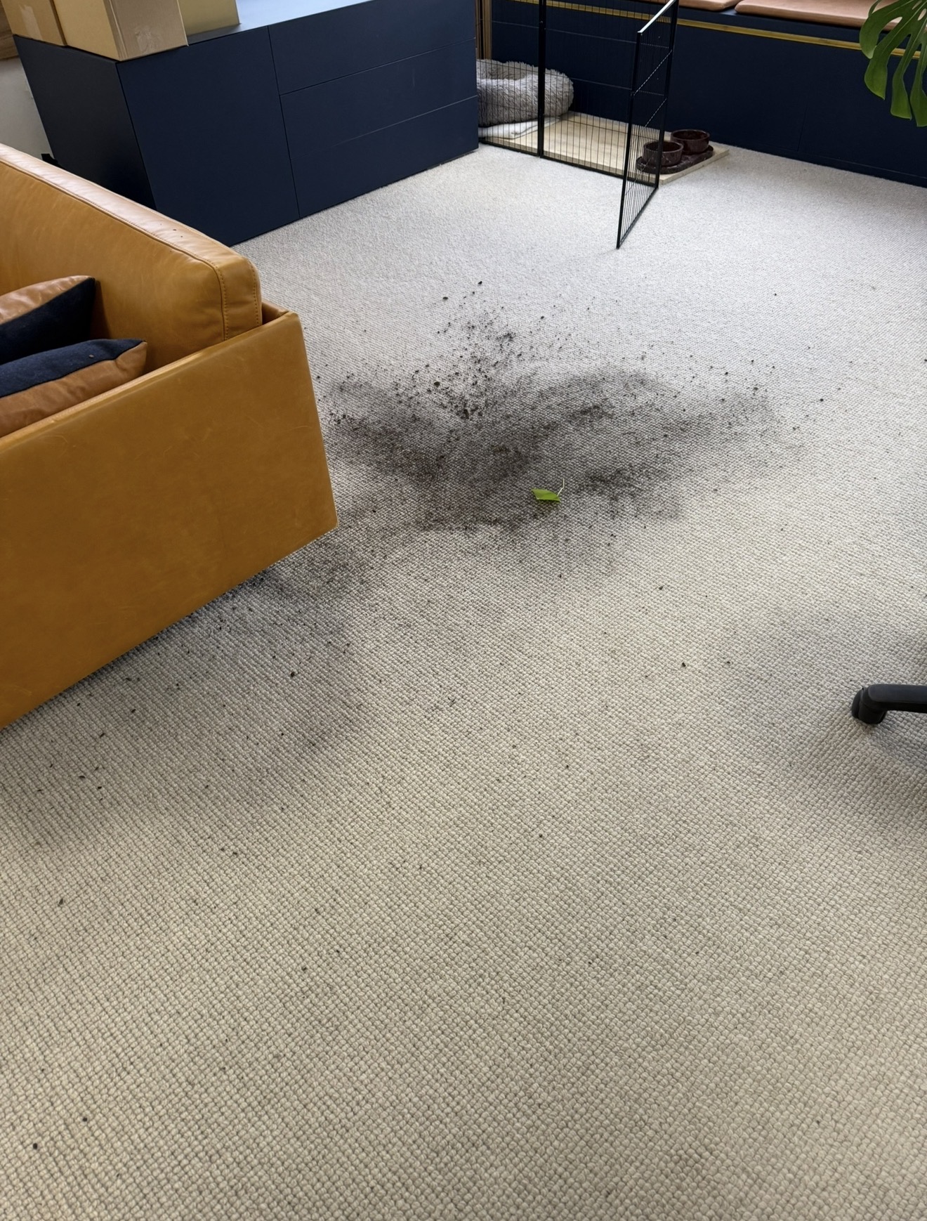 Professional commercial carpet cleaning in a Sydney office