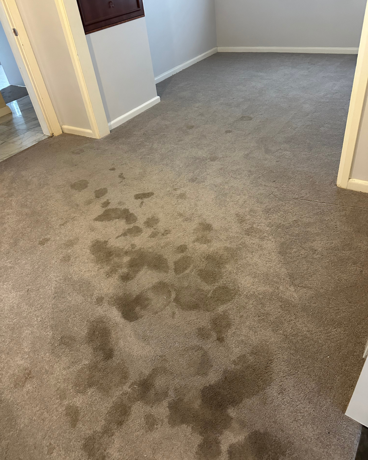 Professional end of lease carpet cleaning in a Sydney apartment