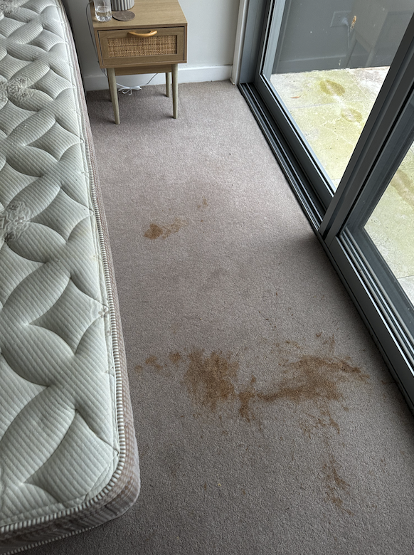 Before carpet steam clean