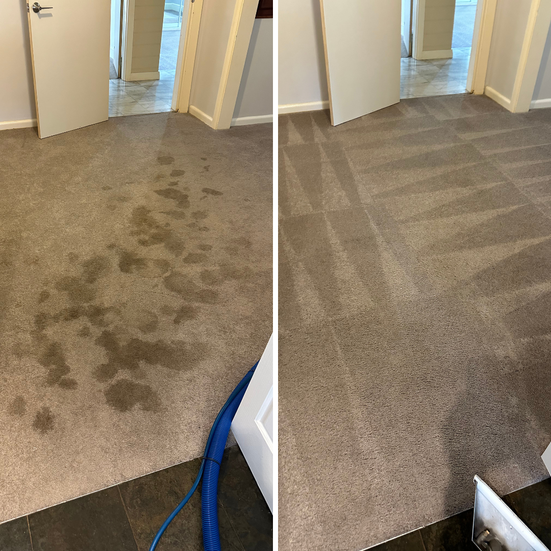 Mega Clean technician professionally treating a pet stain on carpet