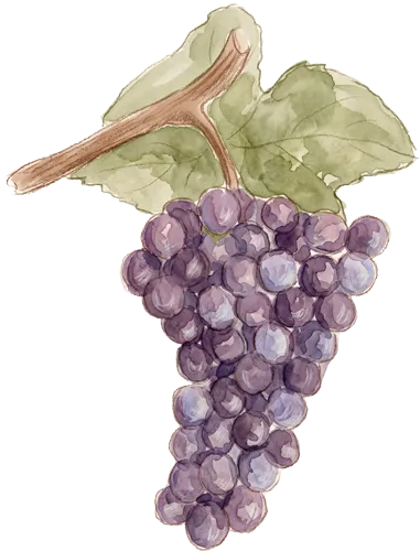 Peinture aquarelle d'une grappe de raisin violet avec deux feuilles vertes.