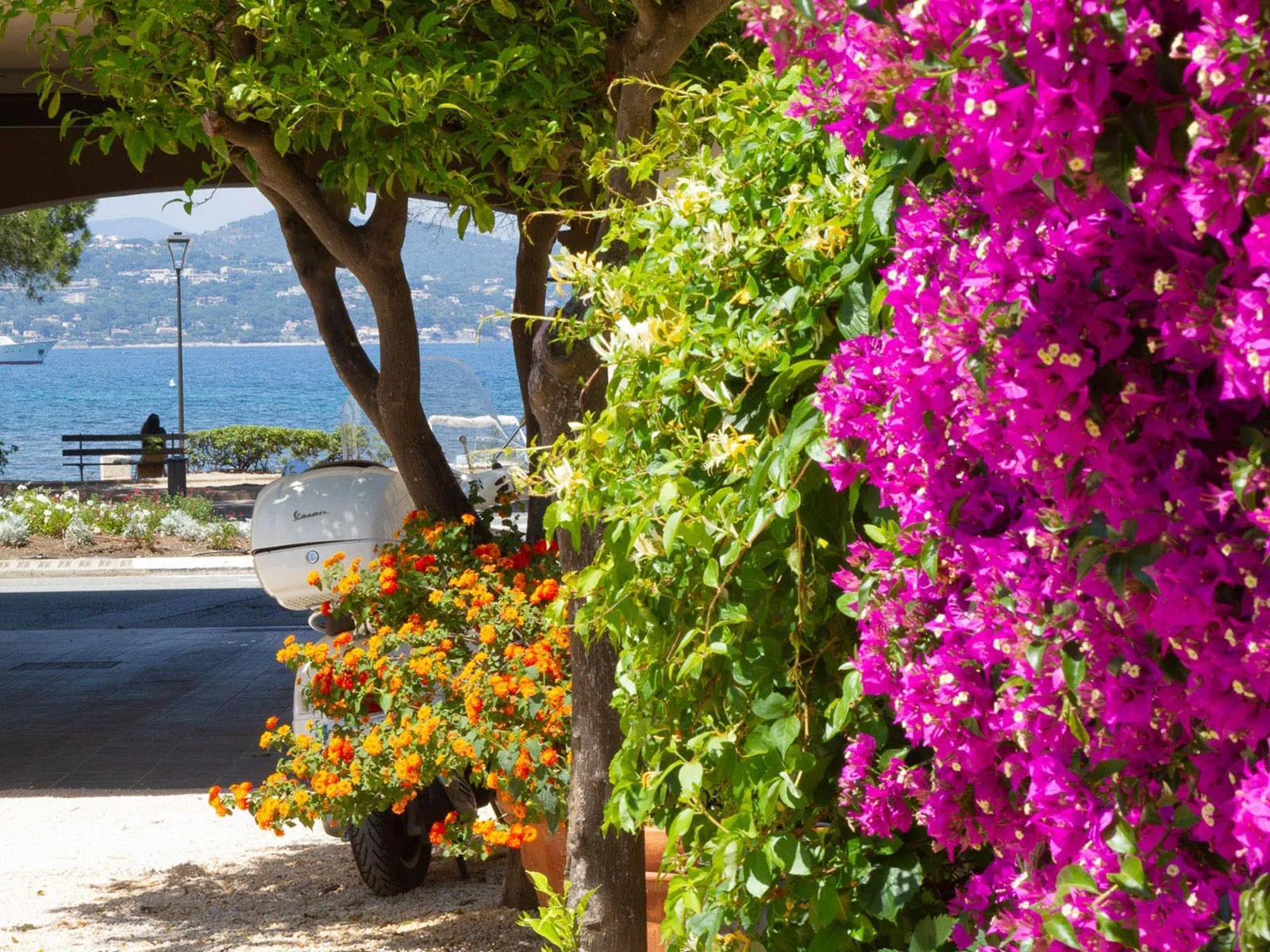 Scooter blanc décoré de fleurs orange, garé sous des arbres près d'un mur de bougainvillées fuchsia, avec vue sur la baie et les collines en arrière-plan.