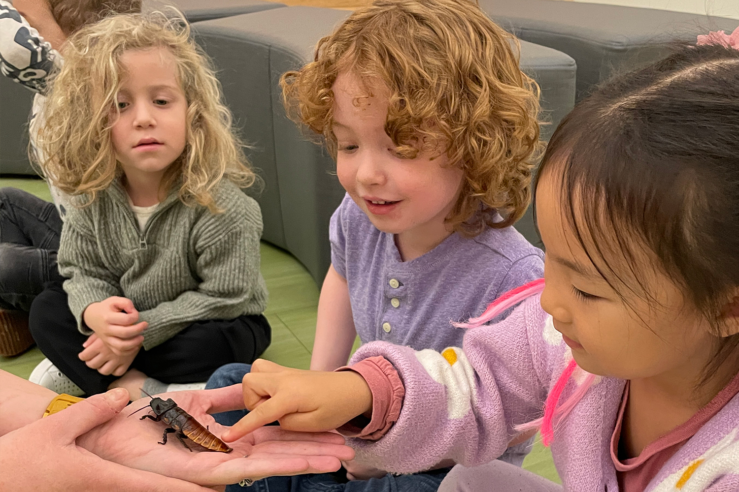 Preschool students touching a bug during an Art Farm visit to Pine Street School.