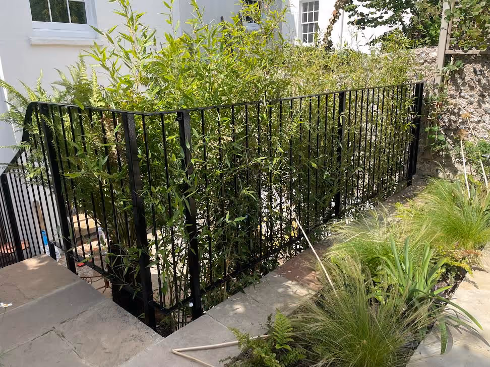 Tall green plants grow behind a black metal fence in a garden area.