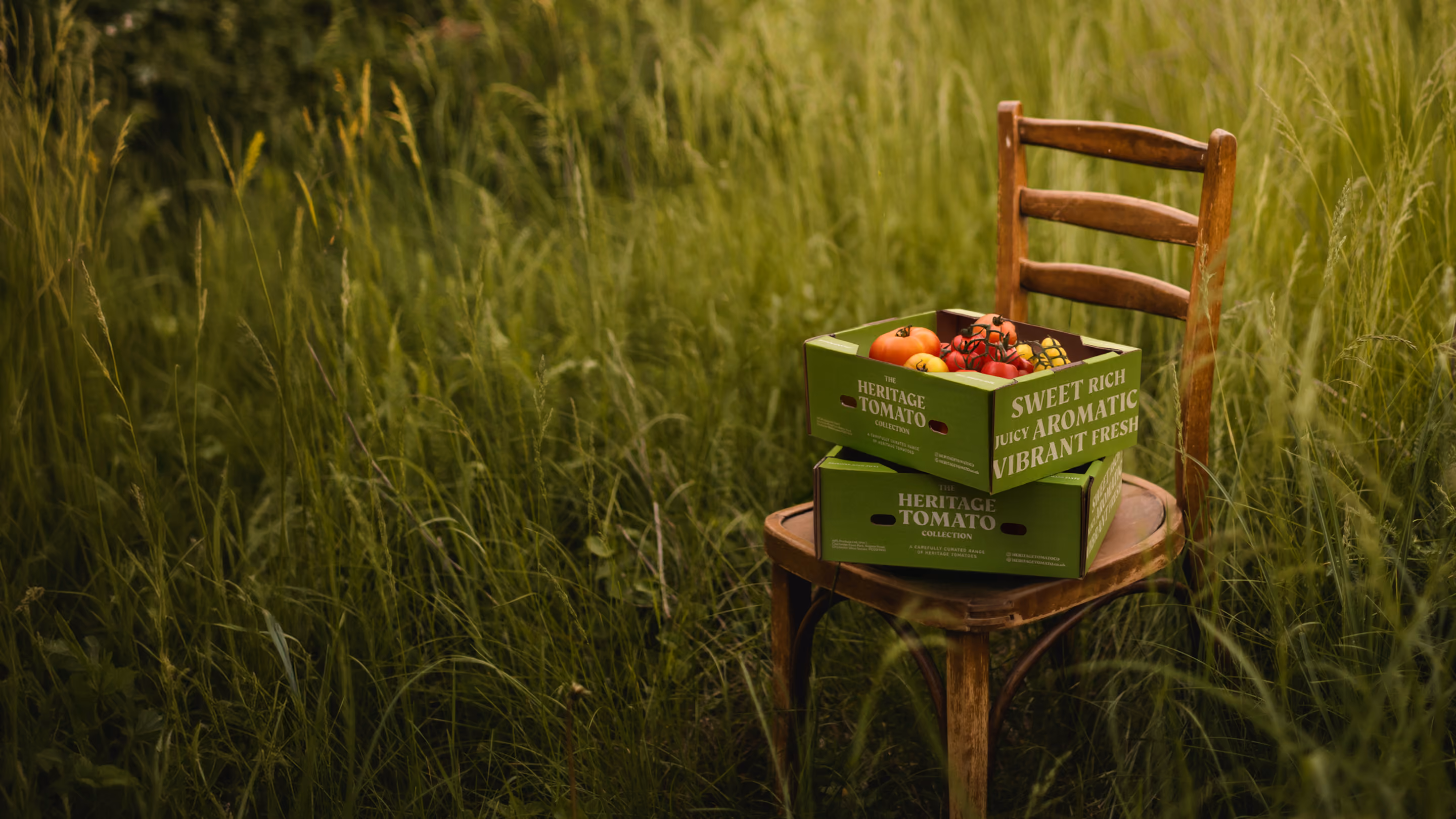 Wooden chair in tall grass holding two green boxes of heritage tomatoes with assorted fresh tomatoes inside.