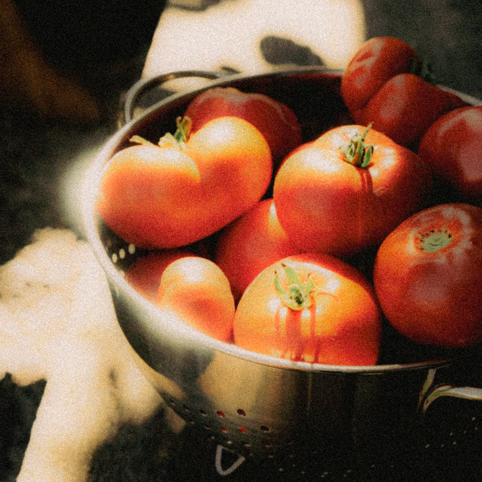 A metal colander filled with ripe red tomatoes with green stems in sunlight.