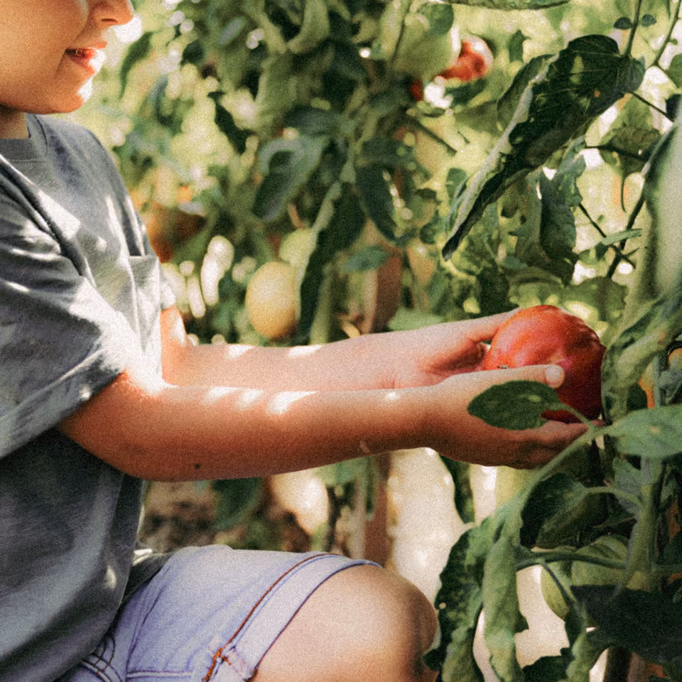 Child in gray shirt holding a ripe red tomato amidst green leafy tomato plants.