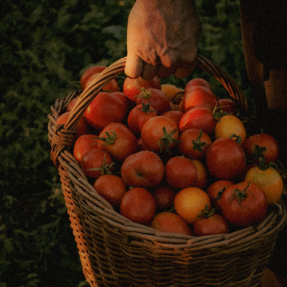 Hand holding a wicker basket filled with red and yellow tomatoes outdoors.