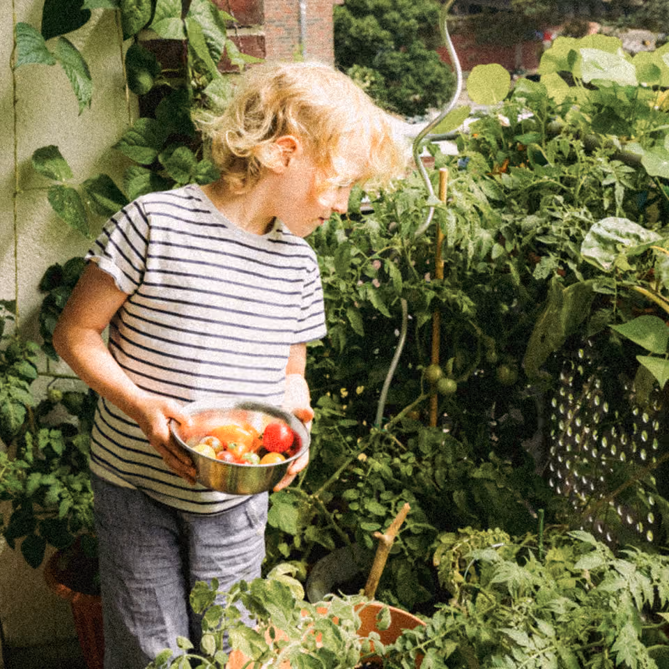 Young child in striped shirt holding a bowl of tomatoes in a lush garden with green plants.