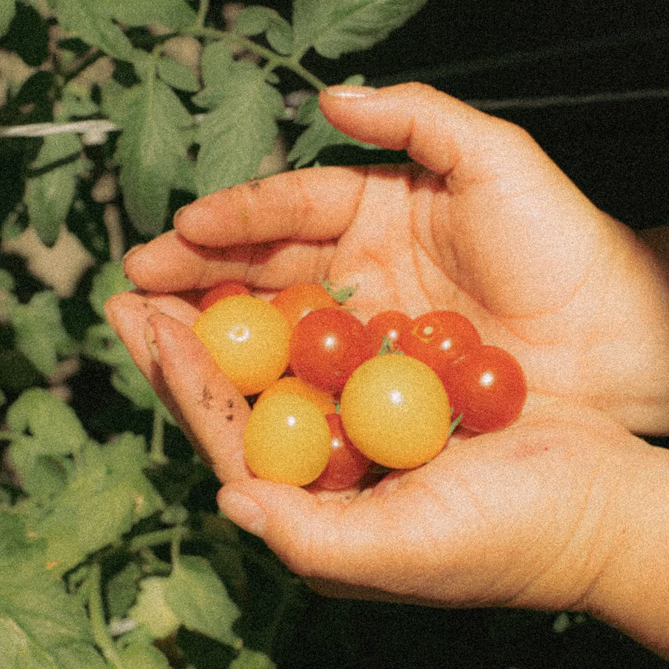 Hands holding freshly picked red and yellow cherry tomatoes with green leaves in the background.