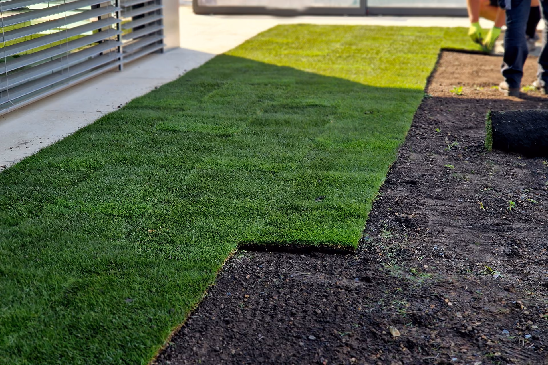 Fresh sod installation near me creating a healthy green lawn