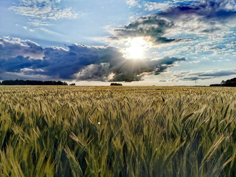 Sun shining through clouds over a vast golden wheat field with trees on the horizon.