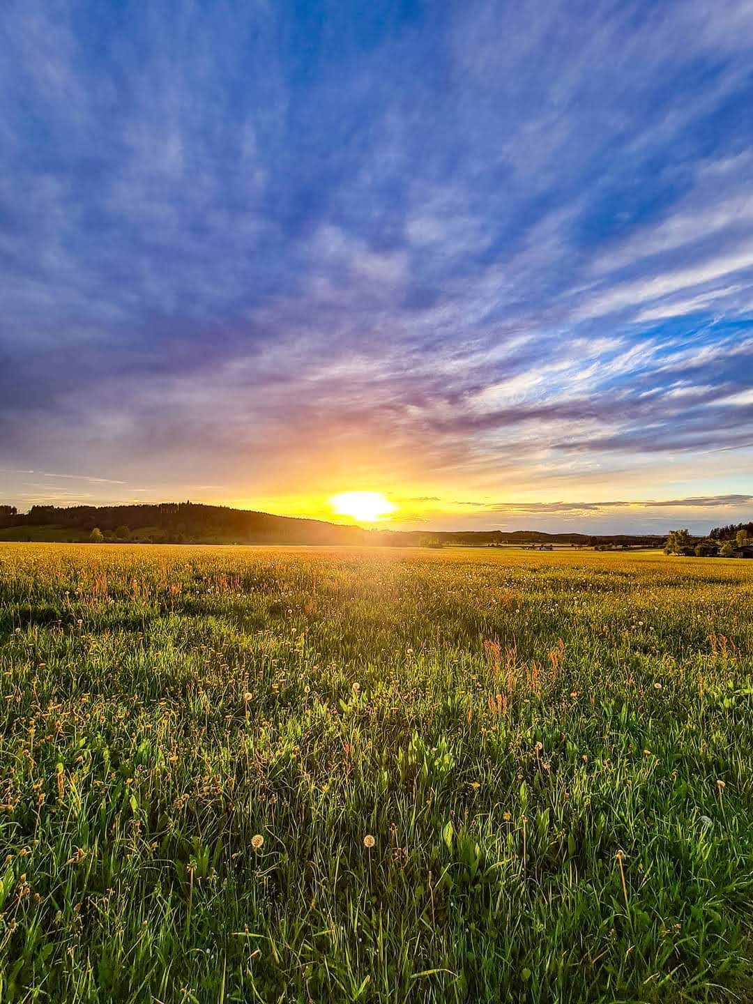 Sunset over a green field with scattered flowers under a partly cloudy blue sky.