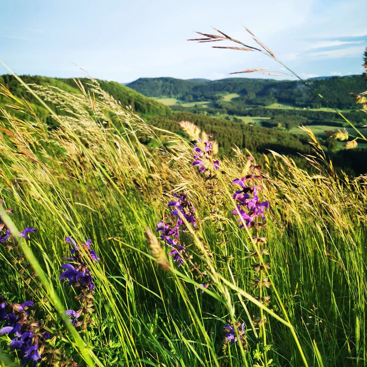 Green meadow with tall grass and purple wildflowers under a clear sky with distant hills.
