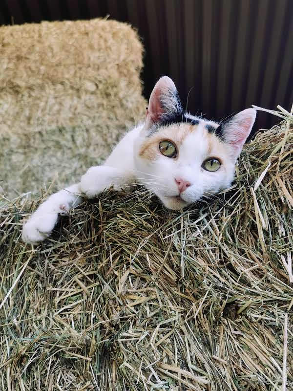 White and orange cat resting with paw stretched on piled hay inside a barn.