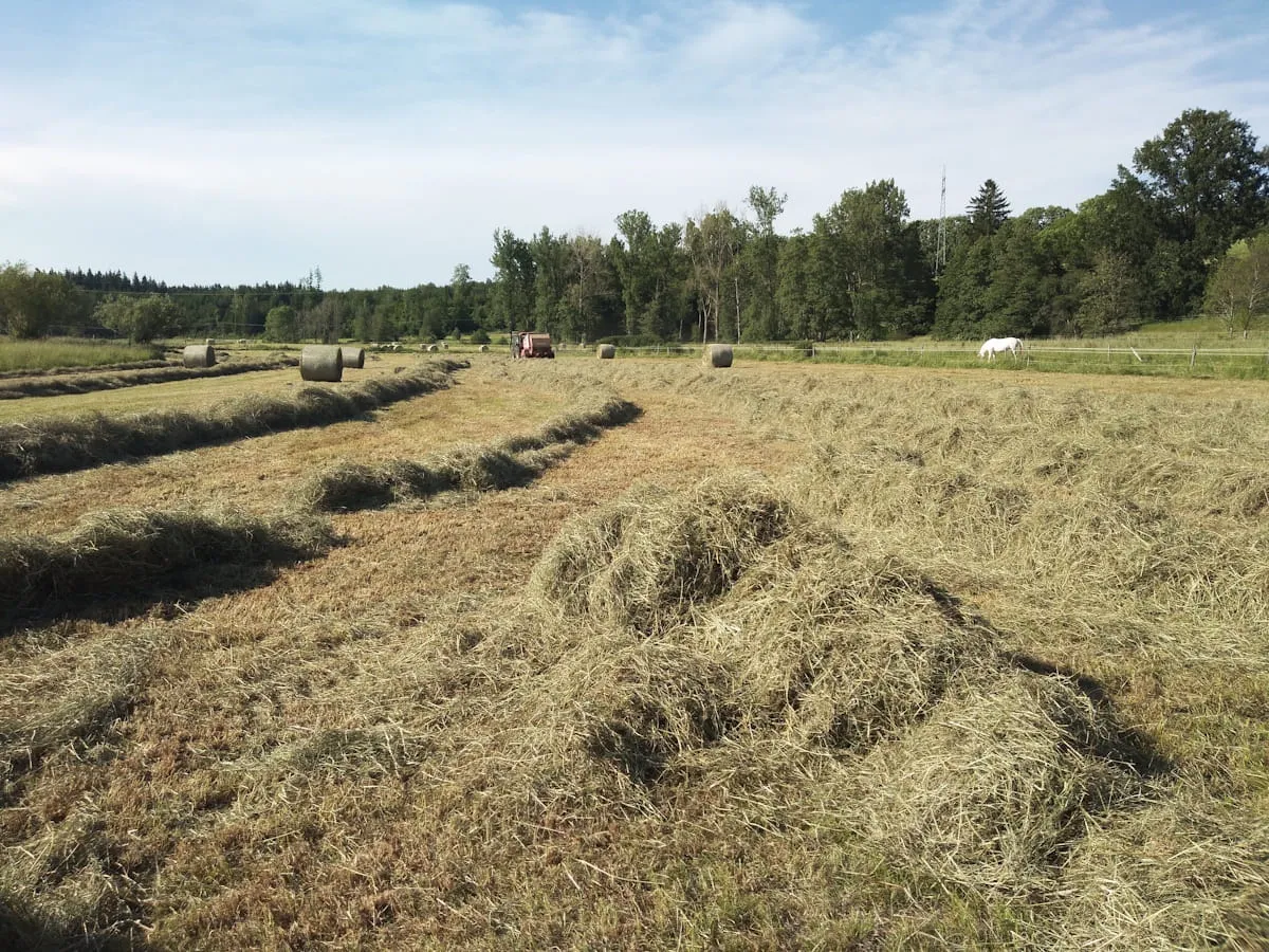 Field with rolled hay bales, cut hay rows, tractor, and grazing white horse near trees under blue sky.
