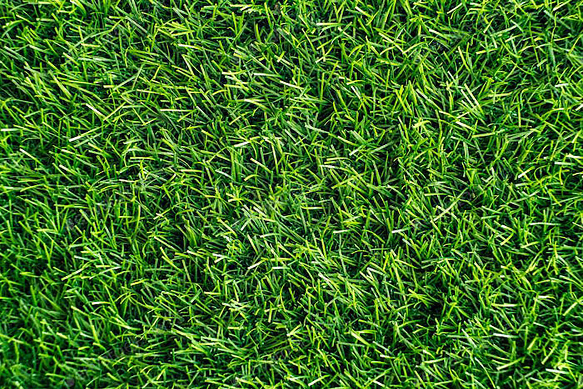 Turf management services by Premier Landscape & Irrigation