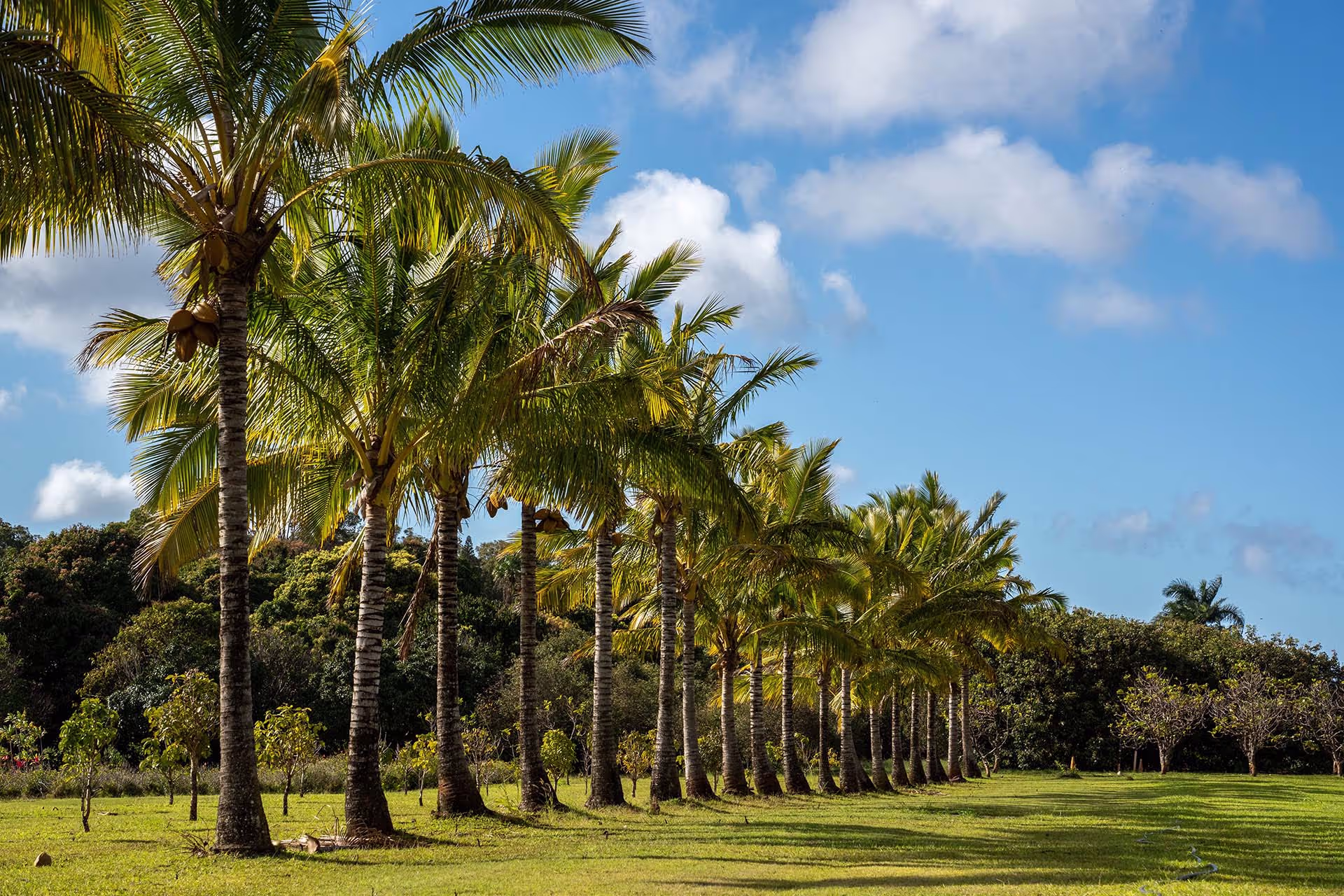 Palm tree trimming in Southwest Florida