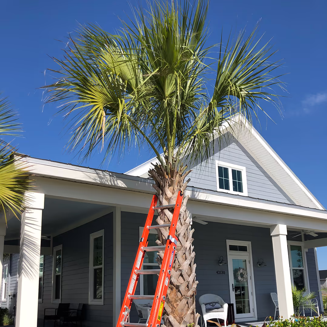 Professional tree pruning services near me
