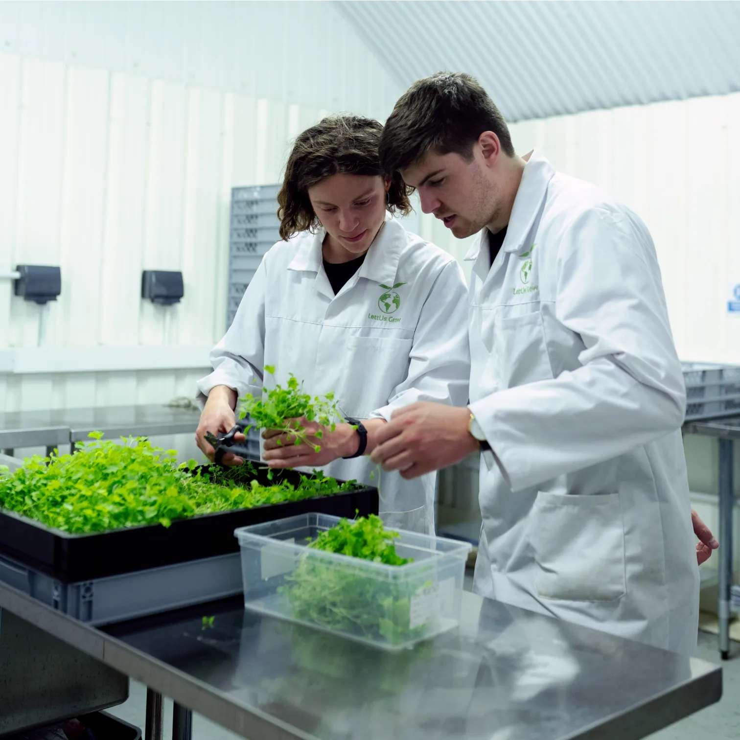 Two people in lab coats harvesting greens from a planter