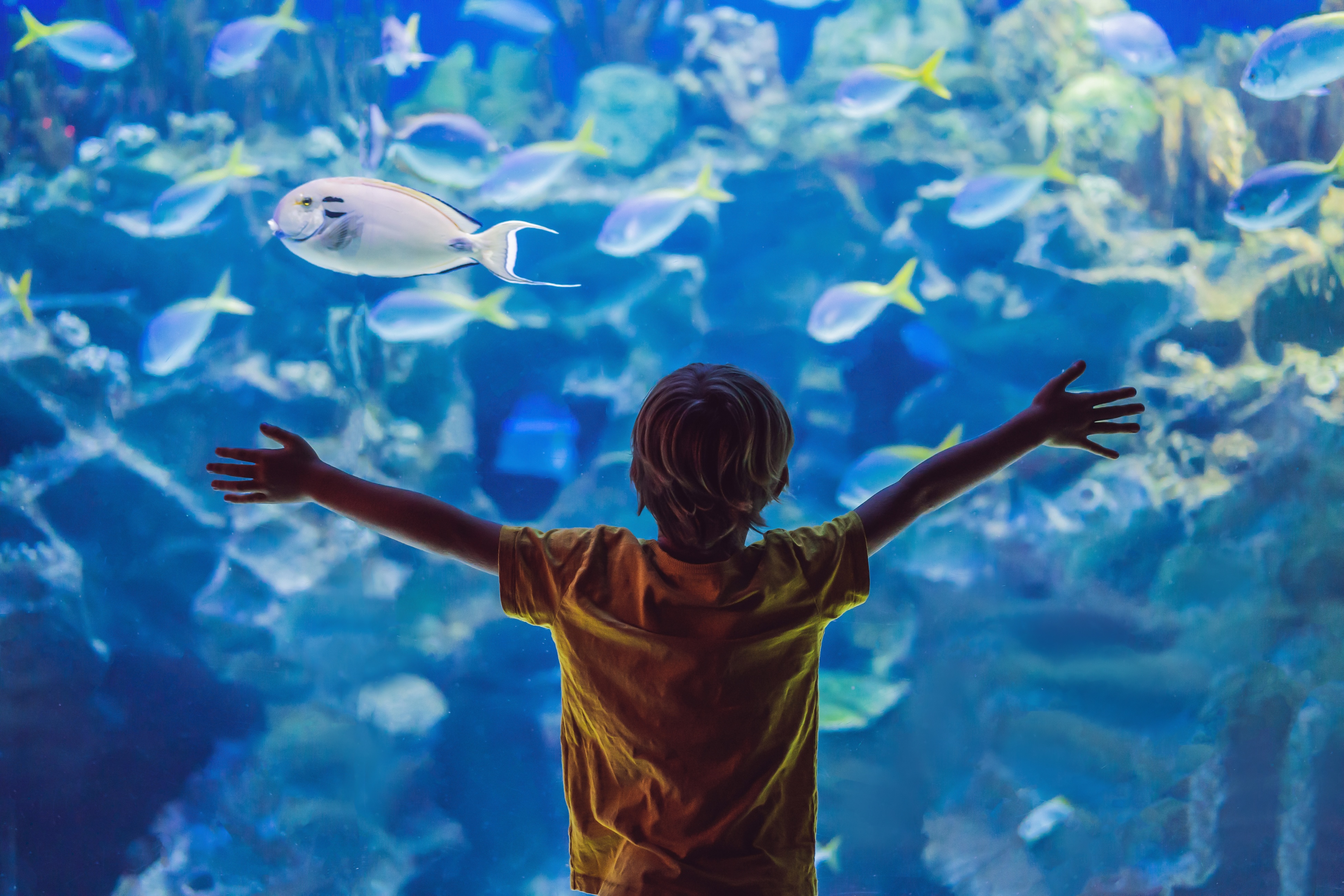 Kid at the aquarium stock image