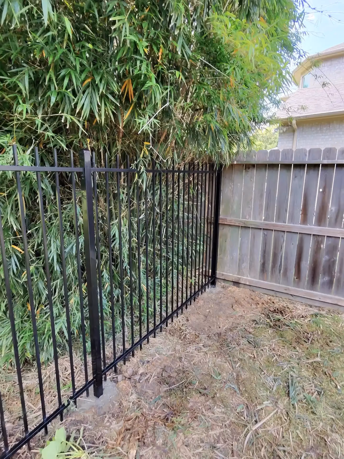 A black metal picket fence connects to a wood privacy fence at a corner shaded by bamboo in Pearland, TX.