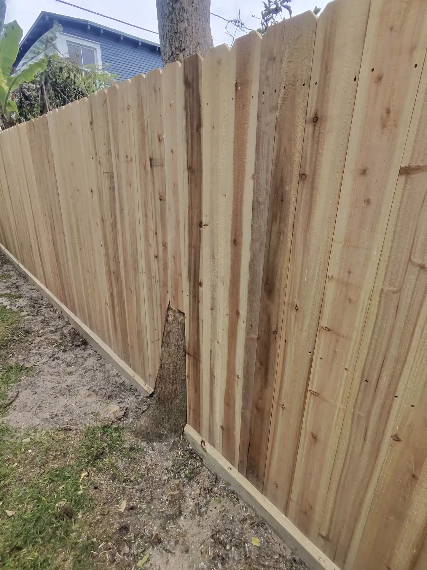 A new cedar privacy fence panel is built tightly around a tree trunk along a backyard fence in Houston, TX.