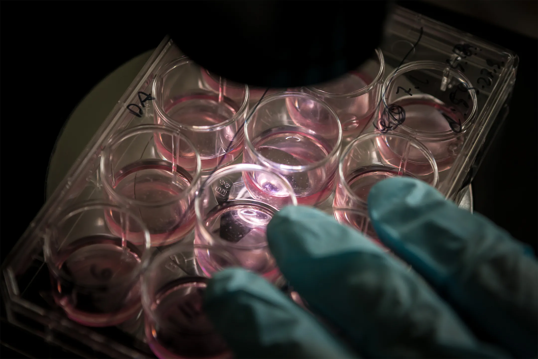 Gloved hand holding a lab culture plate with pink-filled wells