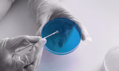 Gloved hands using a tool to work with a blue substance in a petri dish on a white surface.
